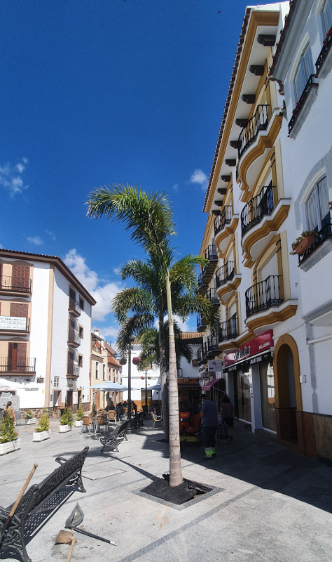 trasplante Palmeras